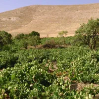 باغ مناسب در سرکان