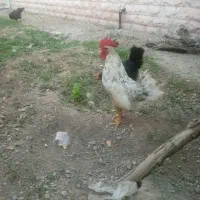 خروس جوان|پرنده|مشهد, مصطفی خمینی|دیوار