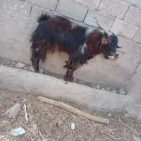 گوسفند چاق