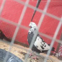 کفتر