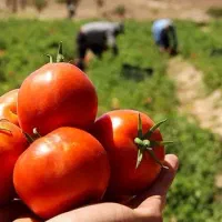 گوجه درجه یک ودستچین و تازه امروز جمع شده ازسرزمین|خوردنی و آشامیدنی|مشهد, شیرحصار|دیوار