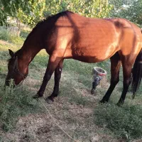 اسب مادیان