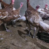 بوقلمون نژاد فوق سنگین بوربن اصل|حیوانات مزرعه|گرگان, |دیوار