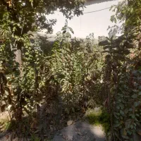 فروش نهال گیلاس تک دانه درجه ۱|خدمات باغبانی و درختکاری|لواسان, |دیوار