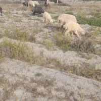۳ عدد بره نر برای فروش