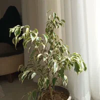 گیاه بنجامین ابلق