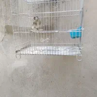 سهره4گل