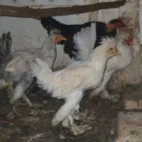 خروس گردن لختی