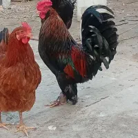 خروس پاپر