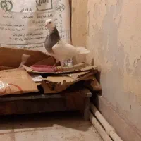 نره طقی هفت رنگ