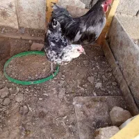 فرش مرغ گلین، جوجه گلین و خروس گلین. مامونیه|حیوانات مزرعه|زرندیه, |دیوار