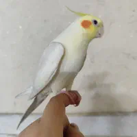 عروس هلندی لوتینو نر و ماده|پرنده|قم, یزدانشهر|دیوار