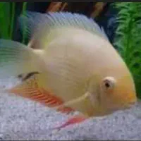 ماهی گوشت خوار معاوضه با نور با خاک بستر