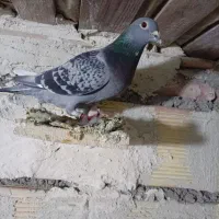 کبوتر|پرنده|ایلخچی, |دیوار