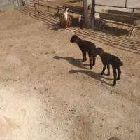 دوتا بره شیری درجه یک افشاری