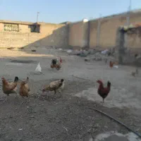 جوجه محلی اصل