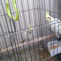 عروس هلندی سخنگو