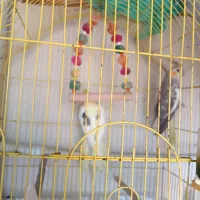 فروش یک جفت عروس هلندی