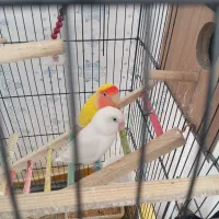 طوطی برزیلی با جوجه