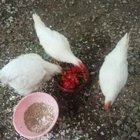 جوجه یک ماهه