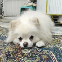 سگ نر پامر برا جفت