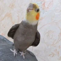 عروس هلندی گم شد