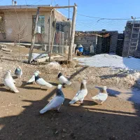 کبوتر طوقی|پرنده|دهگلان, |دیوار