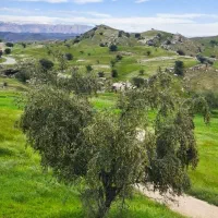 زمین