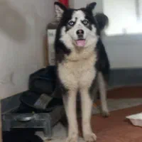 واگذاری هاسکی ماده