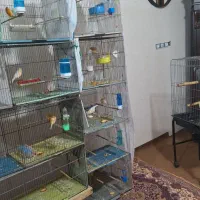 قنارها یکجا به فروش میرند با وسیله هاش