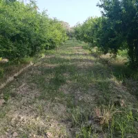 سمپاشی مزارع شلتوک یونجه و باغات میوه|خدمات باغبانی و درختکاری|گتوند, |دیوار