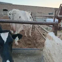 گاو ماده|حیوانات مزرعه|مشهد, شهید شهریاری|دیوار