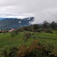 چای دست‌چین ارگانیک(بالابند)از قلب کوهستان شمال|خوردنی و آشامیدنی|تنکابن, |دیوار