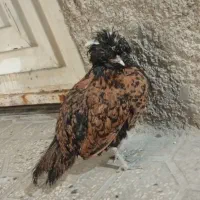 مرغ خروس سلطان|حیوانات مزرعه|شیراز, نصرآباد|دیوار