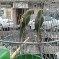ملنگو طوطی جفت