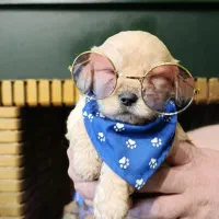 واگذاری سگ نژاد شیپو