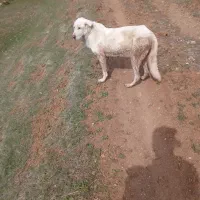 سلام سگ ماده پژدر