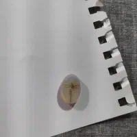 سنگ شجر|جواهرات|سنندج, |دیوار