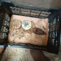 فنچ و کبوتر  باغی