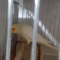 یک جفت عروس هلندی بالغ