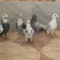 ۵تا نر عتیقه