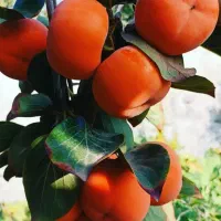 نهالستان گردو و بادام دیرگل و پربار پالیز|خدمات باغبانی و درختکاری|سلطانیه, |دیوار