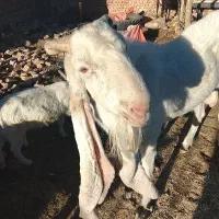 بز نر نژاد گلابی|حیوانات مزرعه|خاش, |دیوار