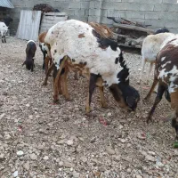 فروش قوچ سه رنگ برشن