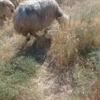 گوسفند خشک هی وه ورن|حیوانات مزرعه|چرداول, |دیوار