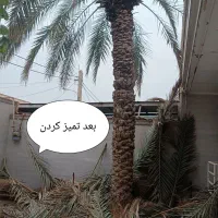 هرس نخل وتکریب دراوردن پاجوش بچه نخل