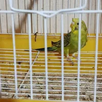 مرغ عشق و جفت فنچ