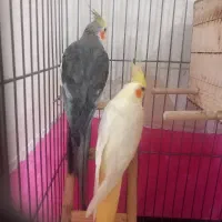 یک جفت عروس هلندی