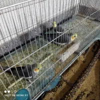 عروس نر|پرنده|تبریز, |دیوار
