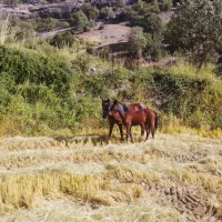 یک عدد مادیان همراه با کره مادیان وآبستن|اسب و تجهیزات اسب‌سواری|سی‌سخت, |دیوار